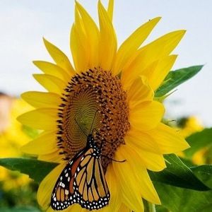 Meet your Posher, Myrna